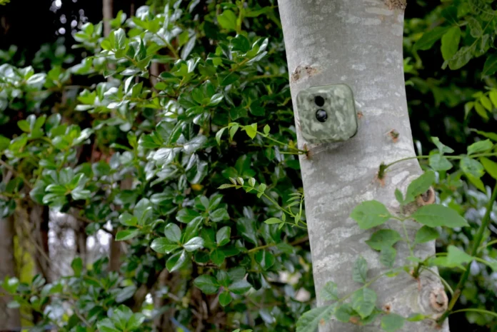 Eine grün gefärbte Kamera an einem Baum